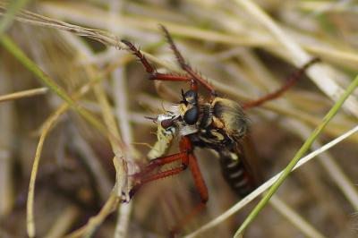 <i>Dasypogon diadema</i>