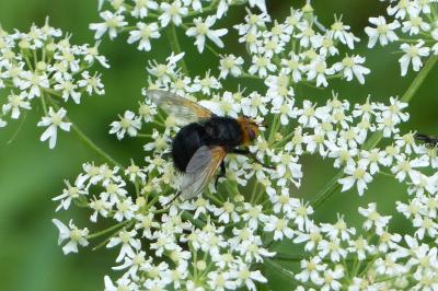 <i>Tachina grossa</i>