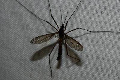 <i>Nigrotipula nigra</i>