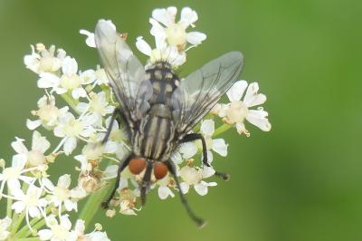 <i>Sarcophaga carnaria</i>