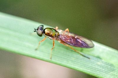 <i>Sargus bipunctatus</i>