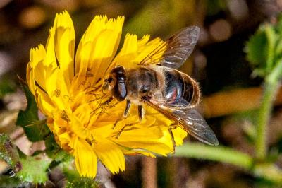 <i>Eristalis tenax</i>