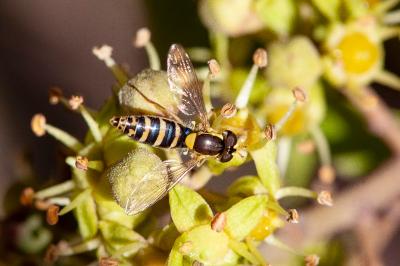 <i>Sphaerophoria scripta</i>