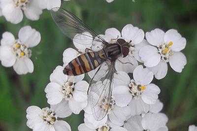 <i>Episyrphus balteatus</i>