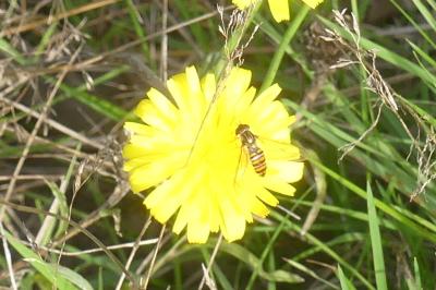 <i>Episyrphus balteatus</i>