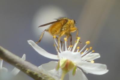 <i>Scathophaga stercoraria</i>