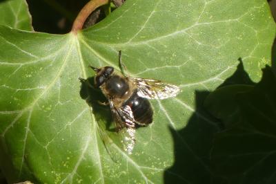 <i>Eristalis tenax</i>