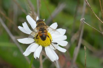 <i>Eristalis tenax</i>