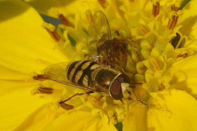 <i>Eupeodes corollae</i>