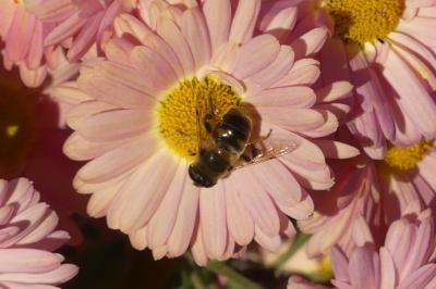 <i>Eristalis tenax</i>