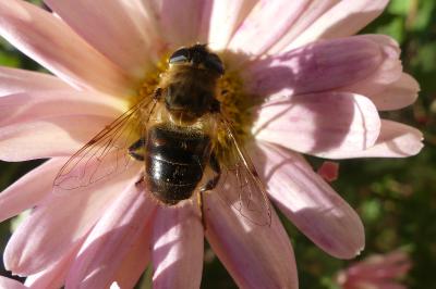 <i>Eristalis tenax</i>
