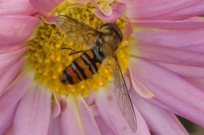 <i>Episyrphus balteatus</i>