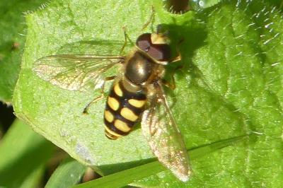 <i>Eupeodes corollae</i>