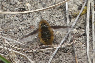 <i>Bombylius major</i>