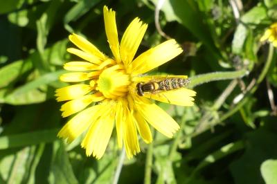 <i>Episyrphus balteatus</i>