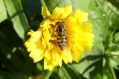 <i>Eupeodes corollae</i>
