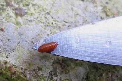 <i>Phytomyza gymnostoma</i>