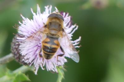 <i>Eristalis tenax</i>