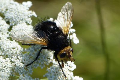 <i>Tachina grossa</i>