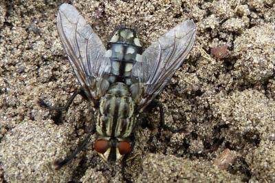 <i>Sarcophaga carnaria</i>
