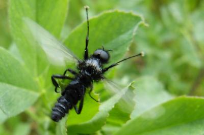 <i>Bibio leucopterus</i>