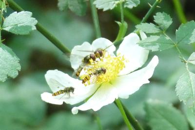 <i>Episyrphus balteatus</i>