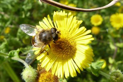 <i>Eristalis tenax</i>