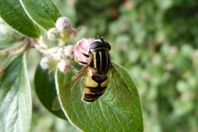 <i>Helophilus pendulus</i>