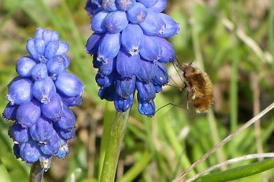 <i>Bombylius major</i>