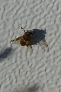 <i>Eristalis tenax</i>