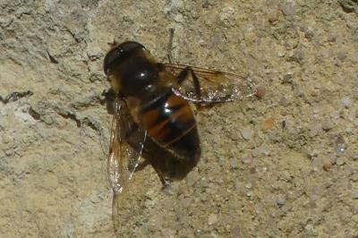 <i>Eristalis tenax</i>