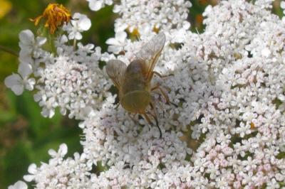 <i>Atylotus fulvus</i>