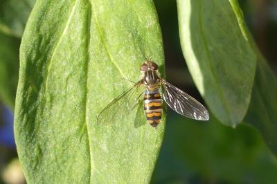 <i>Episyrphus balteatus</i>