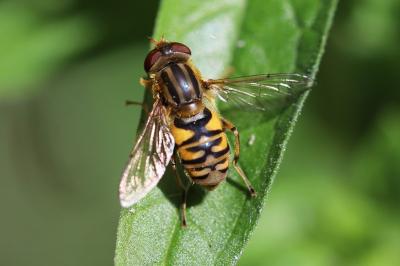 <i>Helophilus pendulus</i>