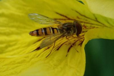 <i>Episyrphus balteatus</i>