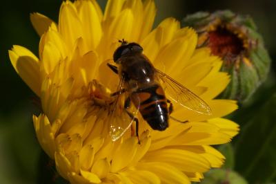 <i>Eristalis tenax</i>
