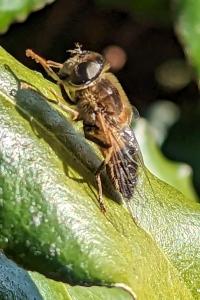 <i>Eristalis pertinax</i>