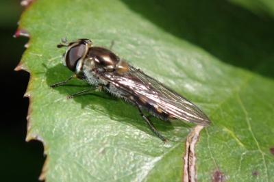 <i>Scaeva pyrastri</i>