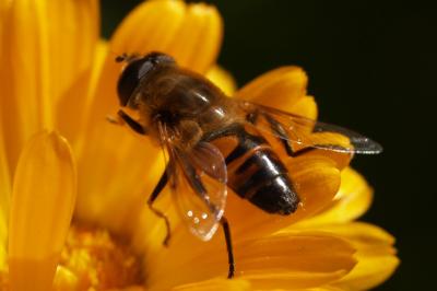 <i>Eristalis tenax</i>