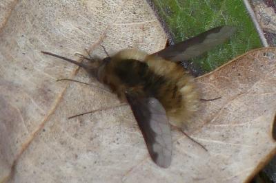 <i>Bombylius major</i>