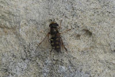 <i>Scaeva selenitica</i>