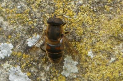 <i>Eristalis tenax</i>