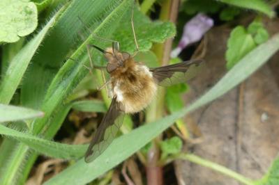 <i>Bombylius major</i>