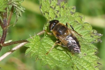 <i>Eristalis tenax</i>