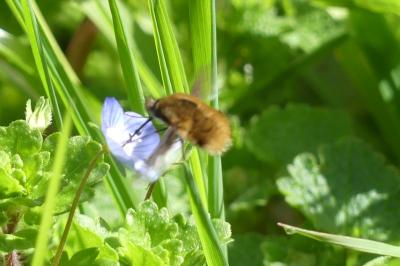 <i>Bombylius major</i>
