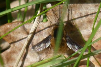 <i>Bombylius major</i>