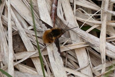 <i>Bombylius major</i>