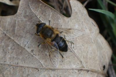 <i>Eristalis tenax</i>