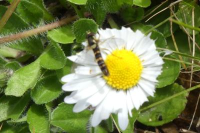 <i>Sphaerophoria scripta</i>