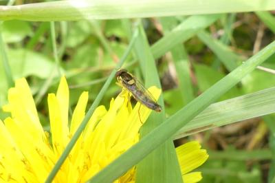 <i>Sphaerophoria scripta</i>